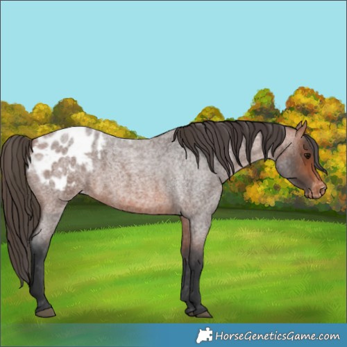 Horse Color:Bay Roan Blanket 