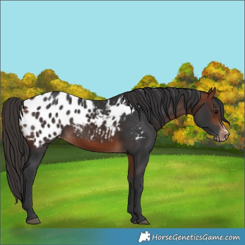 Horse Color:Bay Frame Blanket