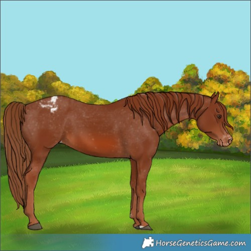 Horse Color:Chestnut Varnish 