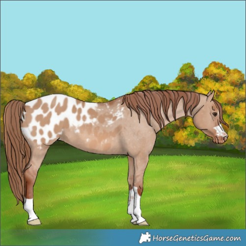 Horse Color:Red Dun Blanket 