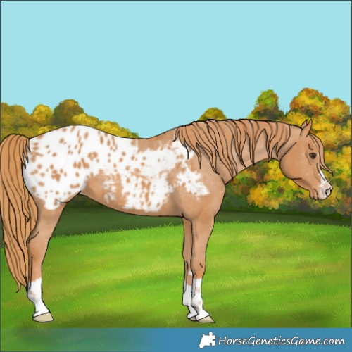 Horse Color:Chestnut Blanket 
