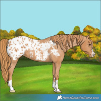 Horse Color:Chestnut Appaloosa 