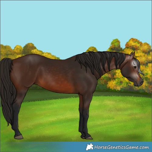 Horse Color:Gray Bay 