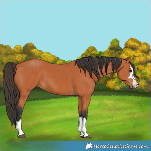 Horse Color:Bay 