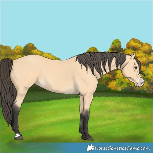 Horse Color:Buckskin Frame 