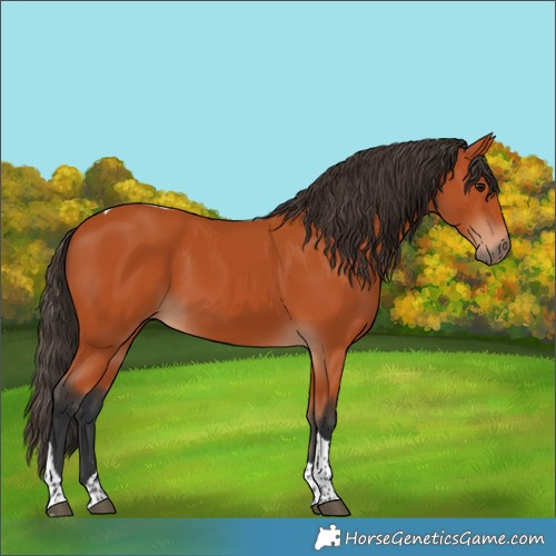 Horse Color:Bay Tobiano Rabicano 