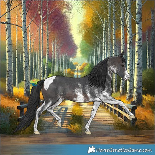 Horse Color:White Spotted Brown Tobiano Rabicano 