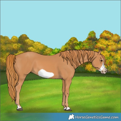 Horse Color:Chestnut Frame 