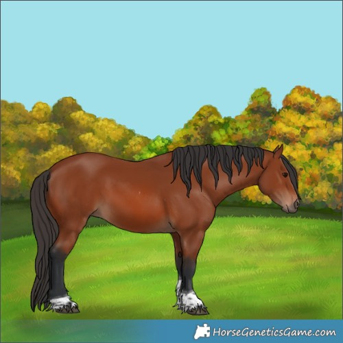 Horse Color:Bay Tobiano Rabicano 