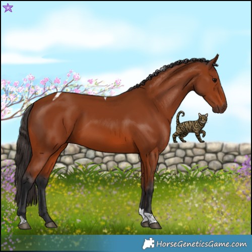 Horse Color:Bay Tobiano Rabicano 