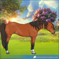 Horse Color:Bay Tobiano Rabicano 