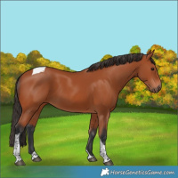 Horse Color:Bay Tobiano Rabicano
