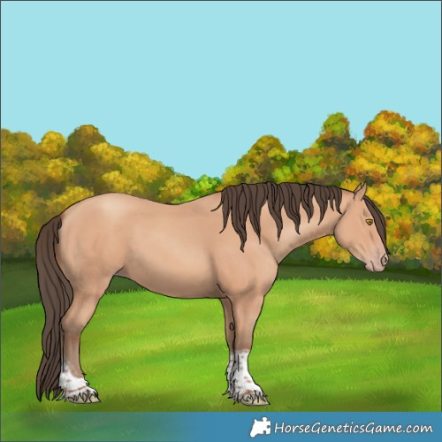 Horse Color:Amber Champagne Tobiano Rabicano 