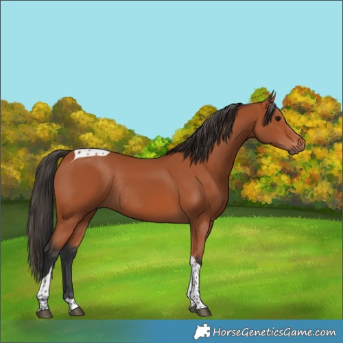 Horse Color:Bay Tobiano Rabicano