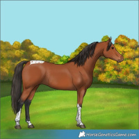 Horse Color:Bay Tobiano Rabicano 