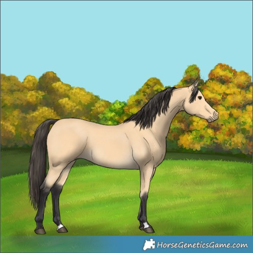 Horse Color:Buckskin 