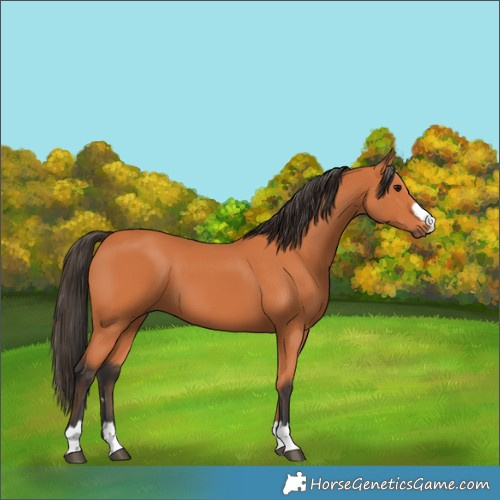 Horse Color:Bay 