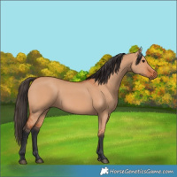 Horse Color:Bay Dun