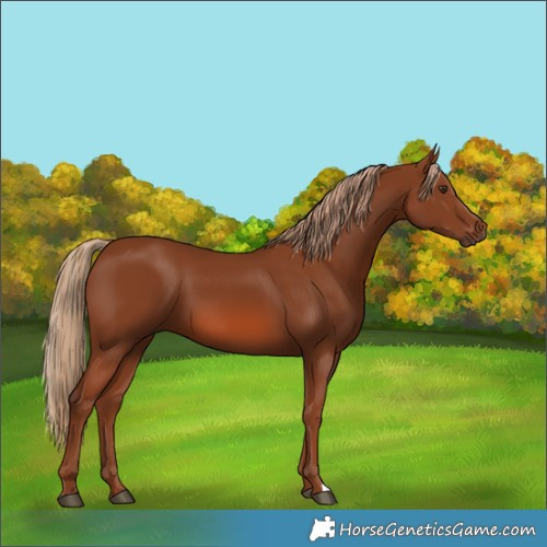 Horse Color:Chestnut 