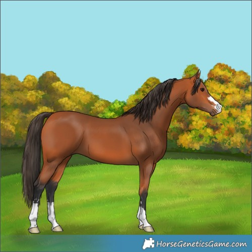 Horse Color:Bay 