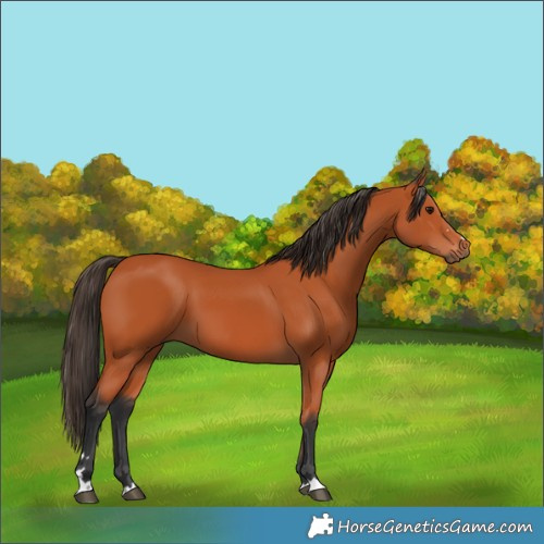 Horse Color:Bay 