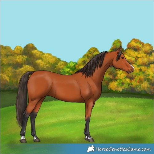 Horse Color:Bay 