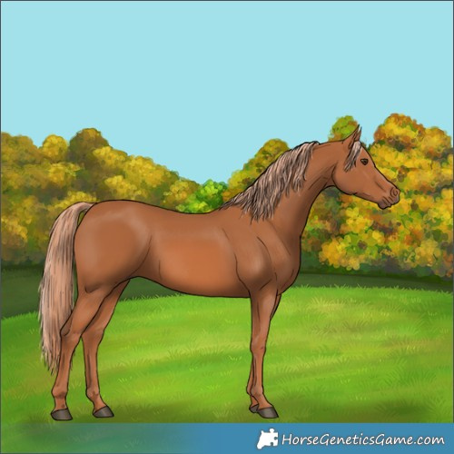 Horse Color:Chestnut 