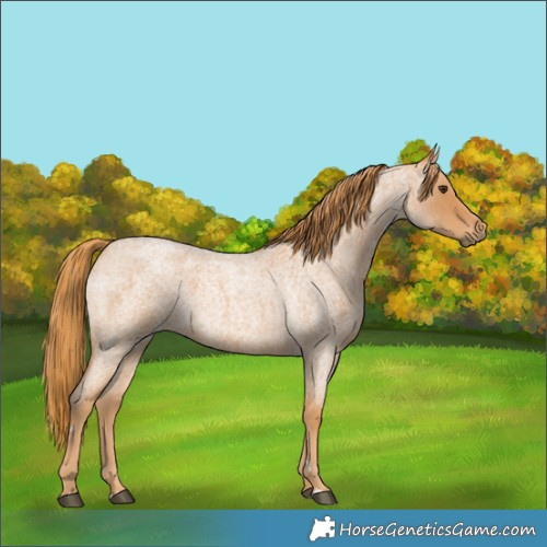 Horse Color:Red Roan