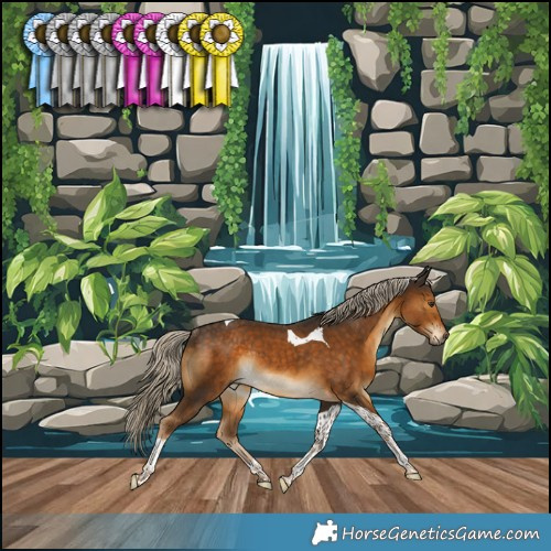 Horse Color:Chocolate Palomino Tobiano Rabicano