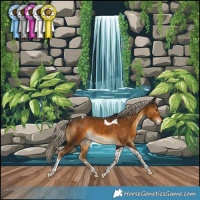Horse Color:Chocolate Palomino Tobiano Rabicano 