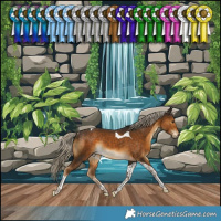 Horse Color:Chocolate Palomino Tobiano Rabicano 