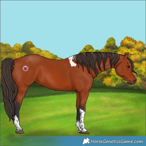 Horse Color:Bay Tobiano Rabicano 