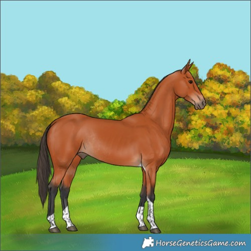 Horse Color:Bay Tobiano Rabicano