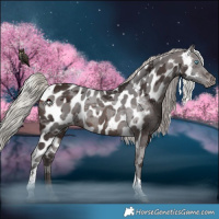 Horse Color:Silver Brown Merle Tobiano Skewed LP Spotted Rabicano