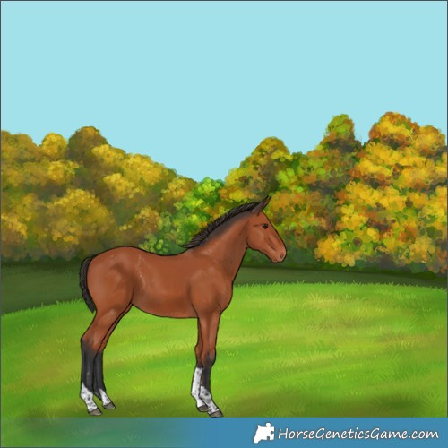 Horse Color:Bay Tobiano Rabicano