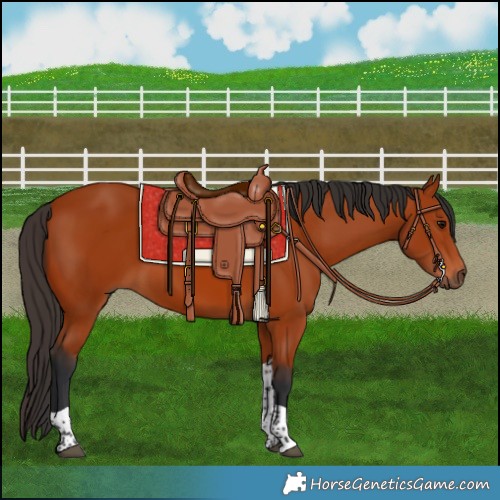 Horse Color:Bay Tobiano Rabicano 