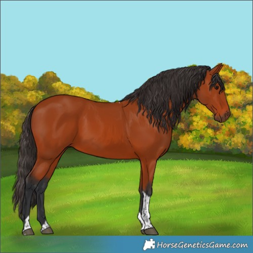 Horse Color:Unknown 