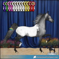 Horse Color:Gray Black Appaloosa Rabicano