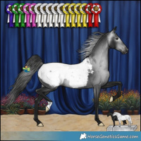 Horse Color:Gray Black Snowcap Rabicano