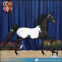 Horse Color:Gray Black Appaloosa Rabicano 