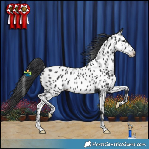 Horse Color:Black Appaloosa Rabicano 