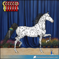 Horse Color:Black Appaloosa Rabicano