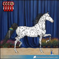 Horse Color:Black Appaloosa Rabicano