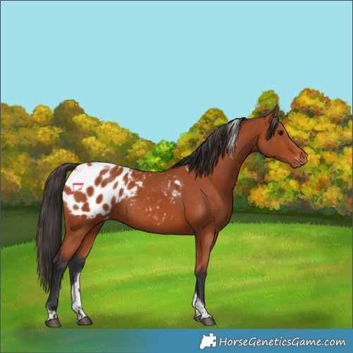 Horse Color:Bay Tobiano Blanket Rabicano 