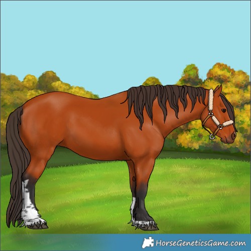 Horse Color:Bay Tobiano Rabicano 