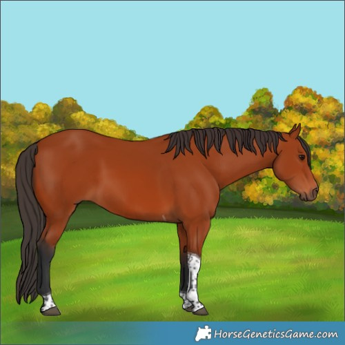 Horse Color:Bay Tobiano Rabicano 