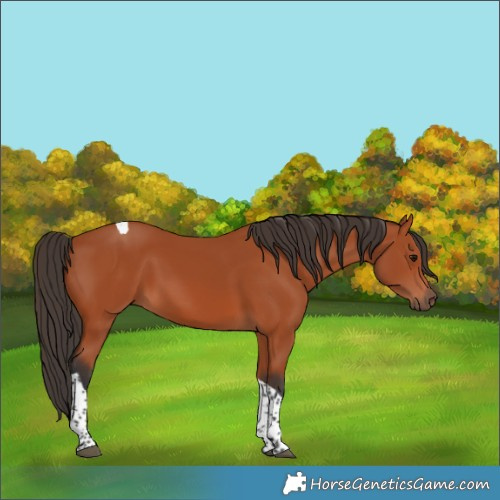 Horse Color:Bay Tobiano Rabicano