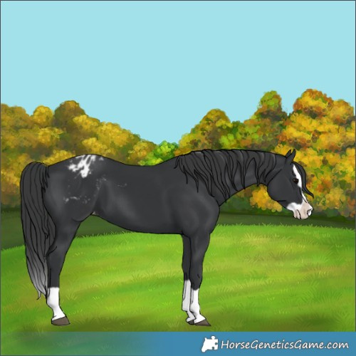 Horse Color:Black Splash Appaloosa 