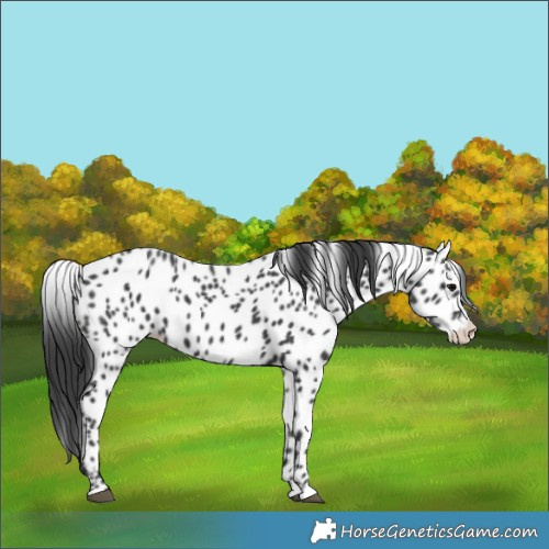 Horse Color:Black Splash Appaloosa