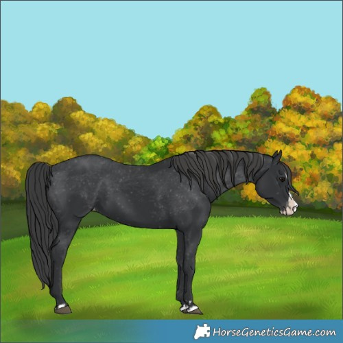 Horse Color:Black Splash Appaloosa 